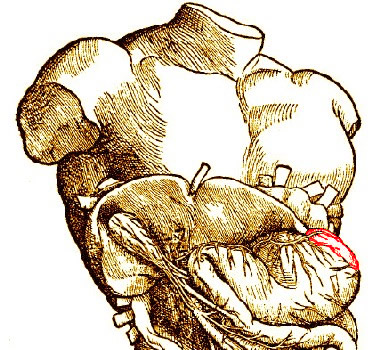 Spleen in Body, Vesalius