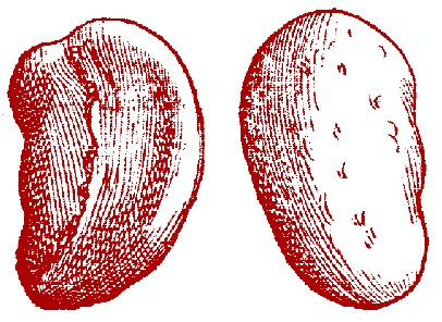 Spleen, Back and Front