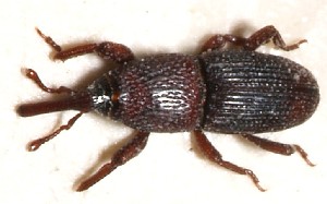 Wheat Weevil