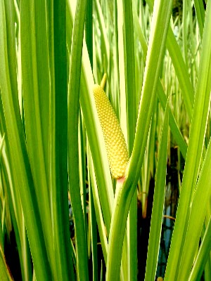 Acorus Calamus