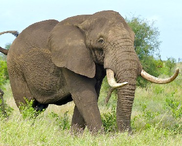 African Elephant