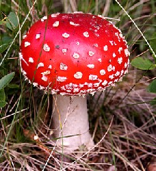 Agaric Mushroom