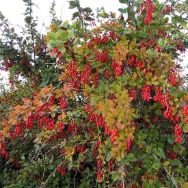 Barberry
