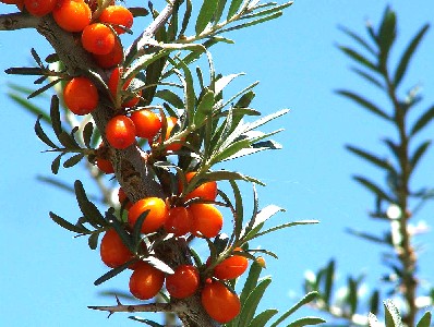 Buckthorn Berries