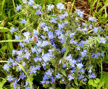 Bugloss Flowers