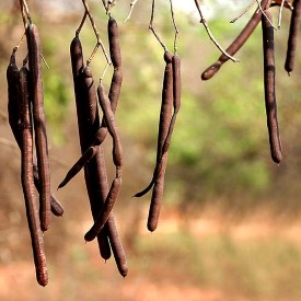 Cassia Fistula