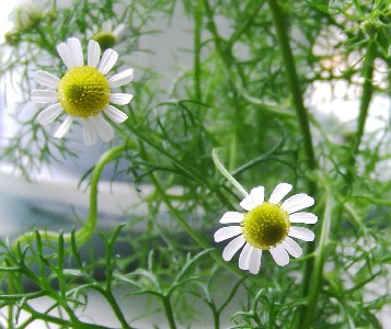 Chamomile Flowers