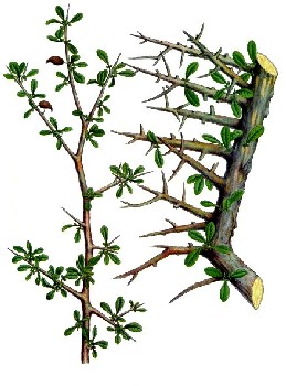 Commiphora Myrrh