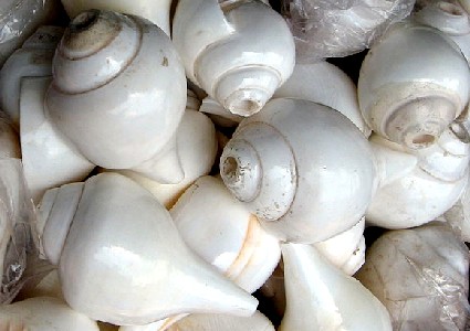 Conch Shells