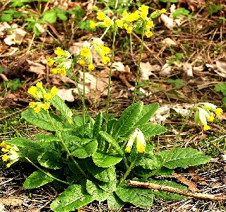 Cowslips