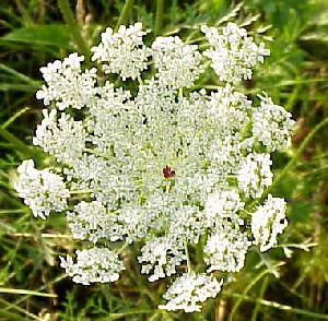 Daucus carota