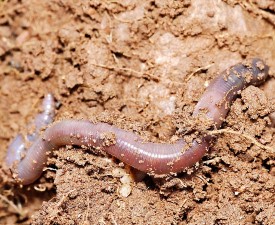 An earthworm