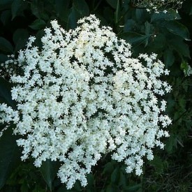 Elder Flower