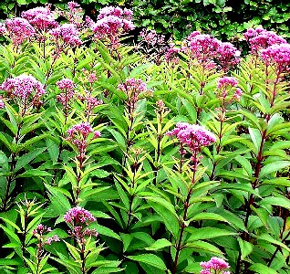 Eupatorium
