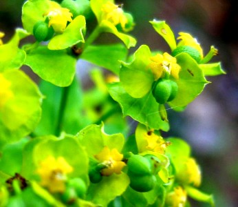 Euphorbia Esula