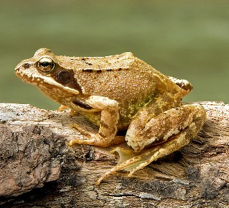 European Common Frog