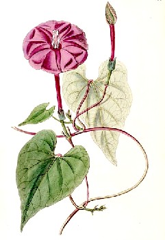 Impomoea Purga