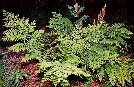 Osmunda Regalis