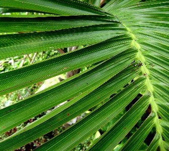 Palm Leaf