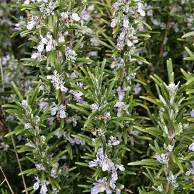 Rosemary Bush