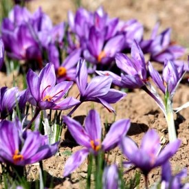 Saffron Plants