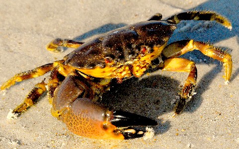 Black Tips of Stone Crab Claws