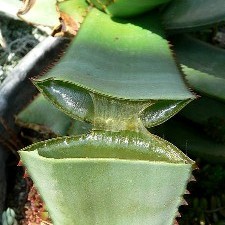 Aloe plant