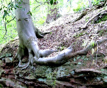 Ash Tree Roots