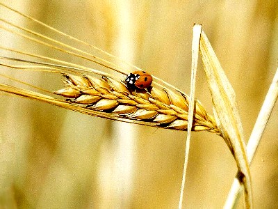 Barley