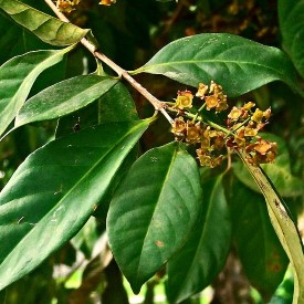 Bay Leaves