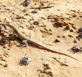 Fringe-toed Lizard