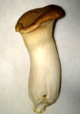 King Oyster Mushroom