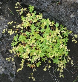 Alchemilla Vulgeris