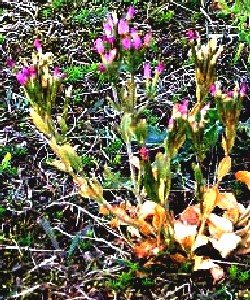 Lesser Centaury