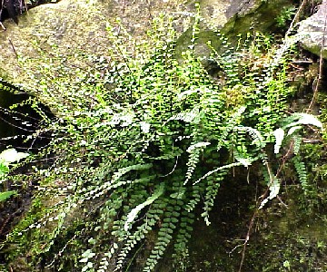 Maidenhair Fern