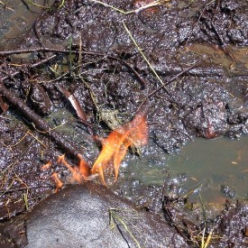 Oil Seep - Petroleum