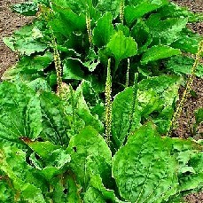 Plantago Major