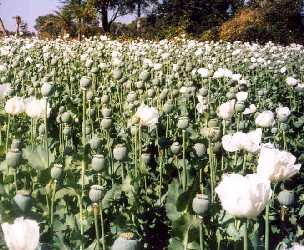 Poppy Crop