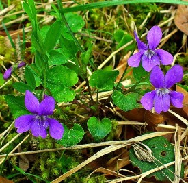 Violets
