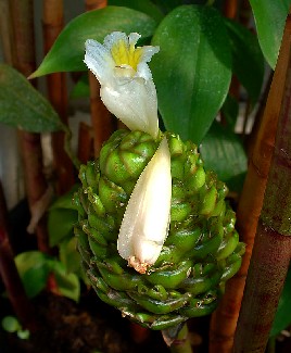 White Costus