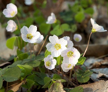 Wood Sorrel